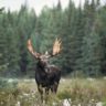 Moose in Algonquin Provincal Park