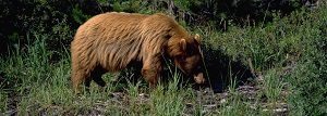 bear-wildlife-british-columbia-alberta