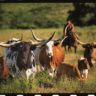 Longhorns at Moore Ranch, Kansas