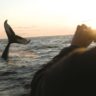 Whale breach at sunset in Canada