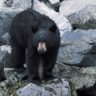 Black bear, Quadra
