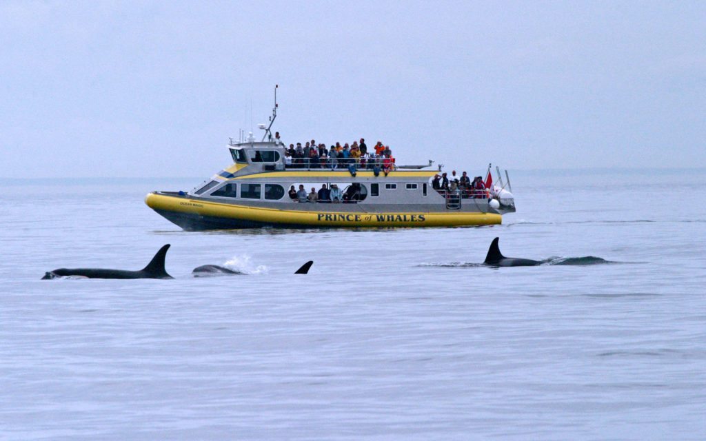 Whale watching, Alberta