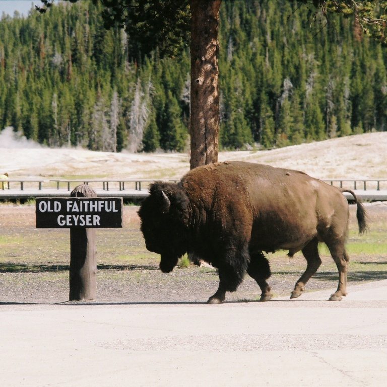 Bison at Yellowstone National Park