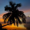 Palm tree at sunset, Florida
