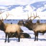 National Elk Refuge