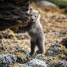 Baby grizzly bear at Knight Inlet Lodge