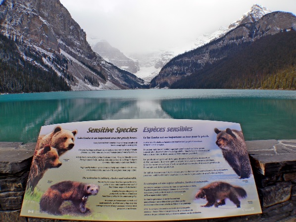 Bear spotting in Canada