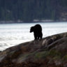 Grizzly bear at Knight Inlet Lodge