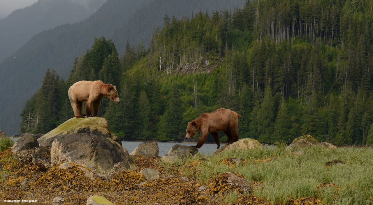 Grizzly Bears of Knight Inlet Lodge Canada Adventure Package