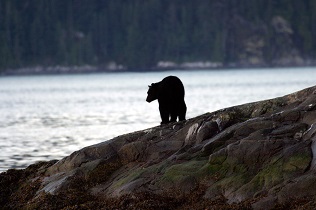 Grizzly Bears of Knight Inlet Lodge