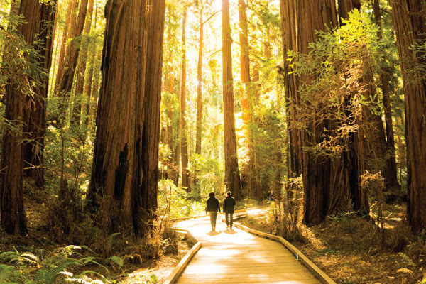 Muir Woods National Monument, California