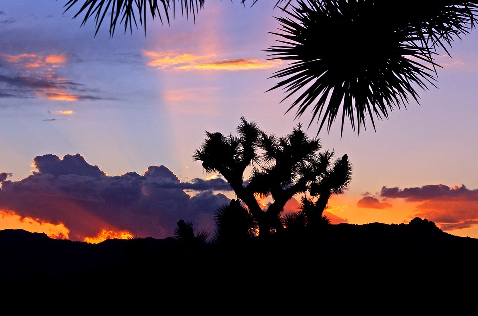 Why You Should Visit Joshua Tree National Park