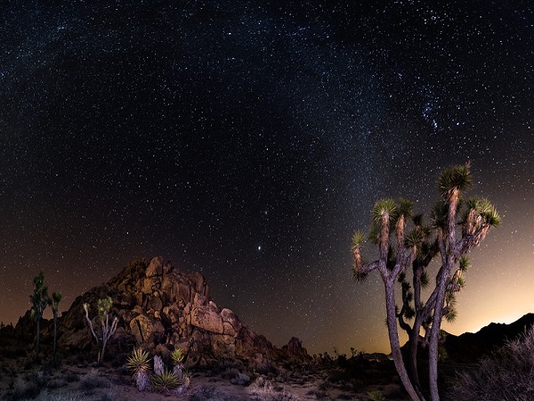 Milky Way and Joshua Trees in Joshua Tree National Park