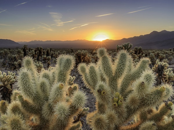 Cholla cactus at sunset in Joshua Tree National Park
