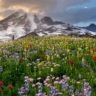 Wildflowers in Denali National Park, Alaska