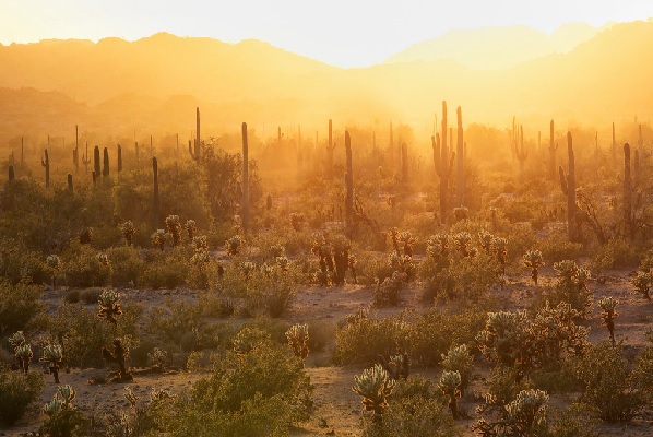 Sonoran Desert in winter