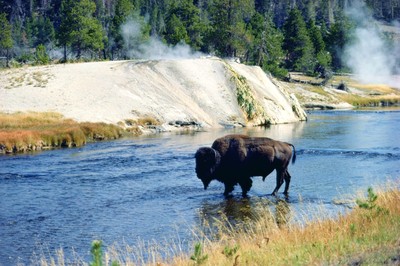 Bison at Yellowstone National Park