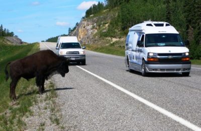 Buffalo on Alaska Highway