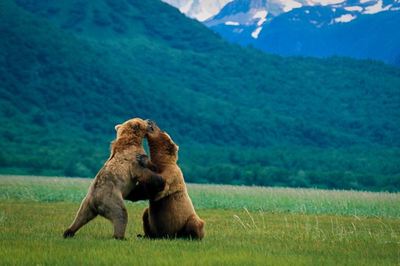 Bears in Alaska