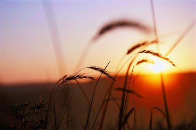 Wheatfield at sunset