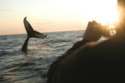 Whale breach, Canada