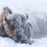 Frost covered bison in Yellowstone National Park